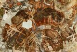 Beautiful Petrified Wood (Araucaria) Slab - Madagascar #361476-1